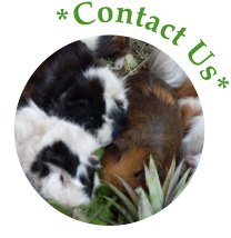 *Contact Us*
